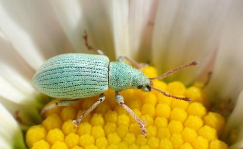 Réf. 323 525 : Phyllobius sp.